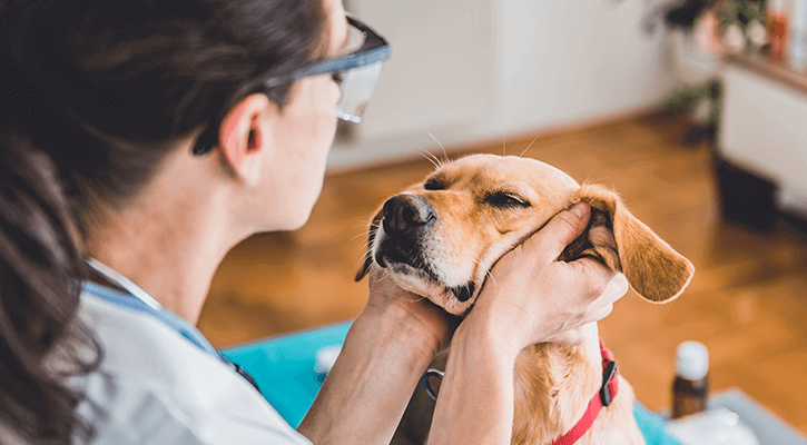 dog wellness exam