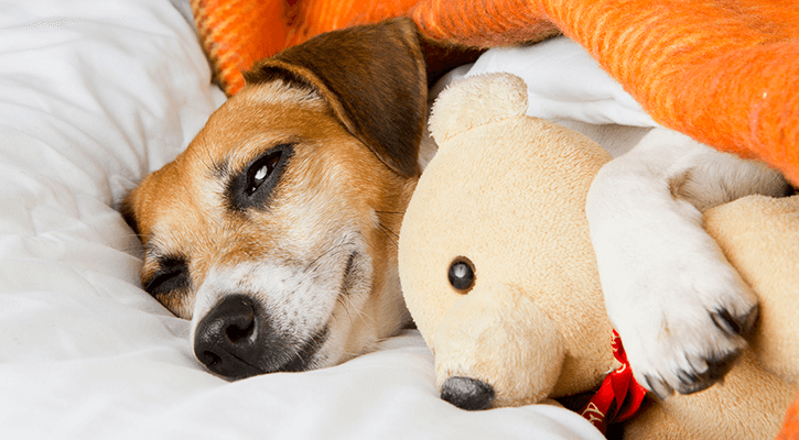 how to treat a sick dog
