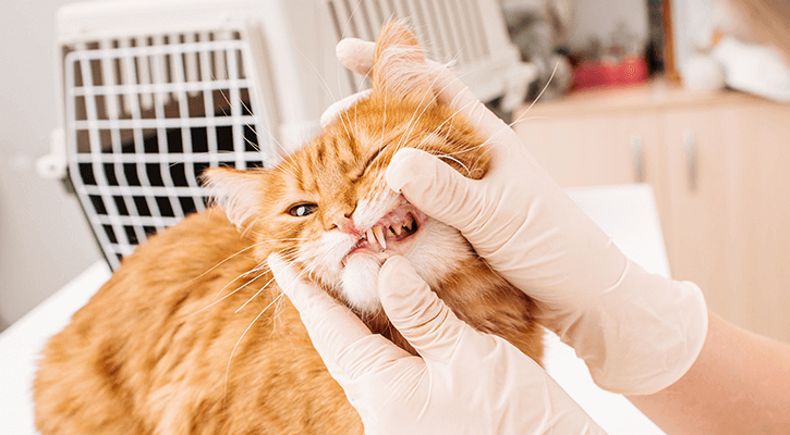 pet teeth cleaning services in south portland, me