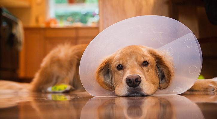 dog-w-cone