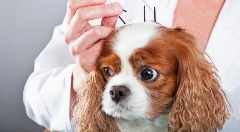 veterinary acupuncture