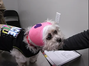 Sick Dog with Pink Head cover