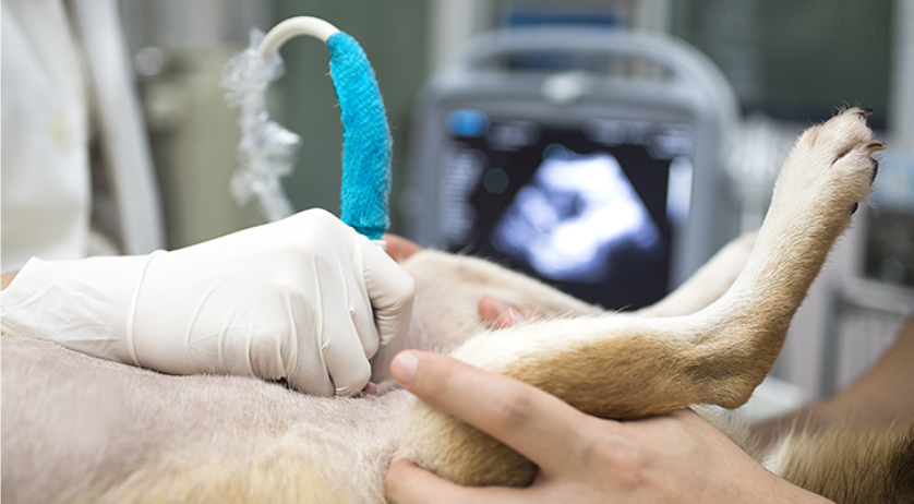 Ultrasound for animals