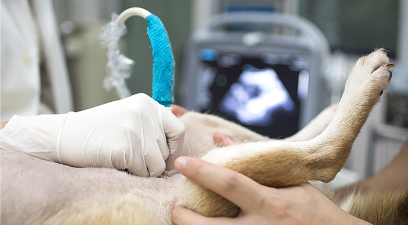 pet ultrasound near me